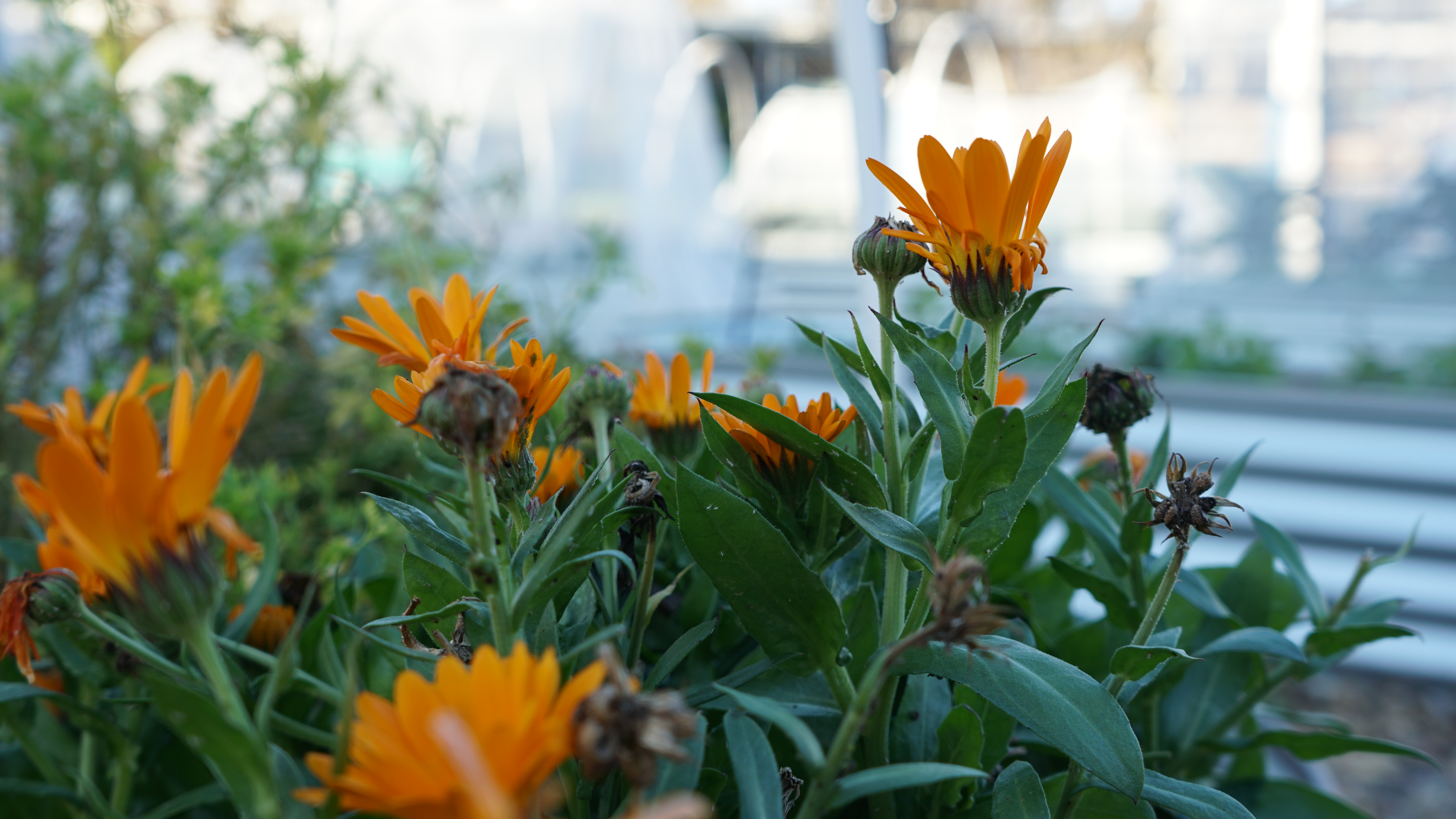 Orange flowers in a garden bed