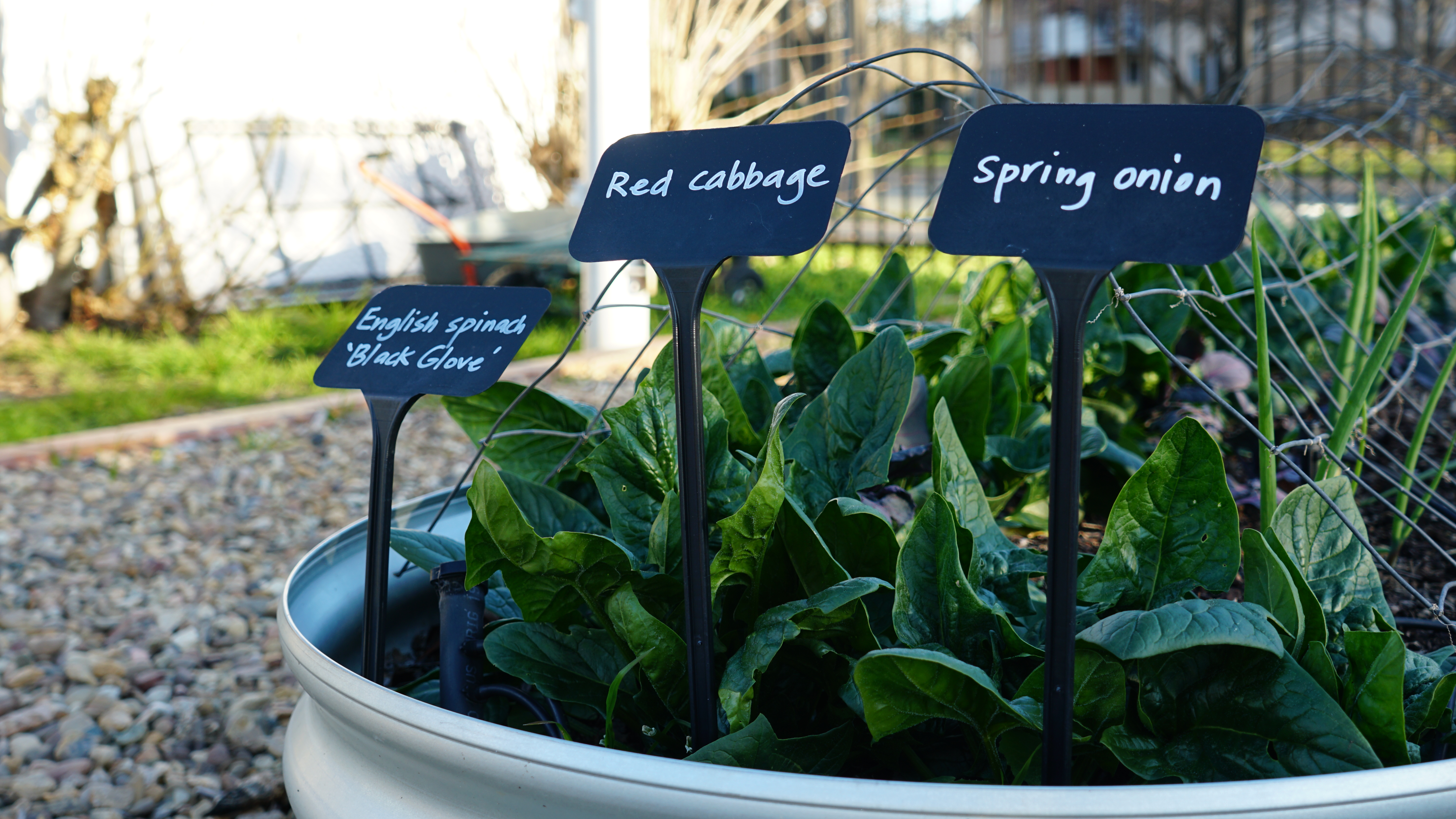 A picture of vegetables growing in the school garden. 