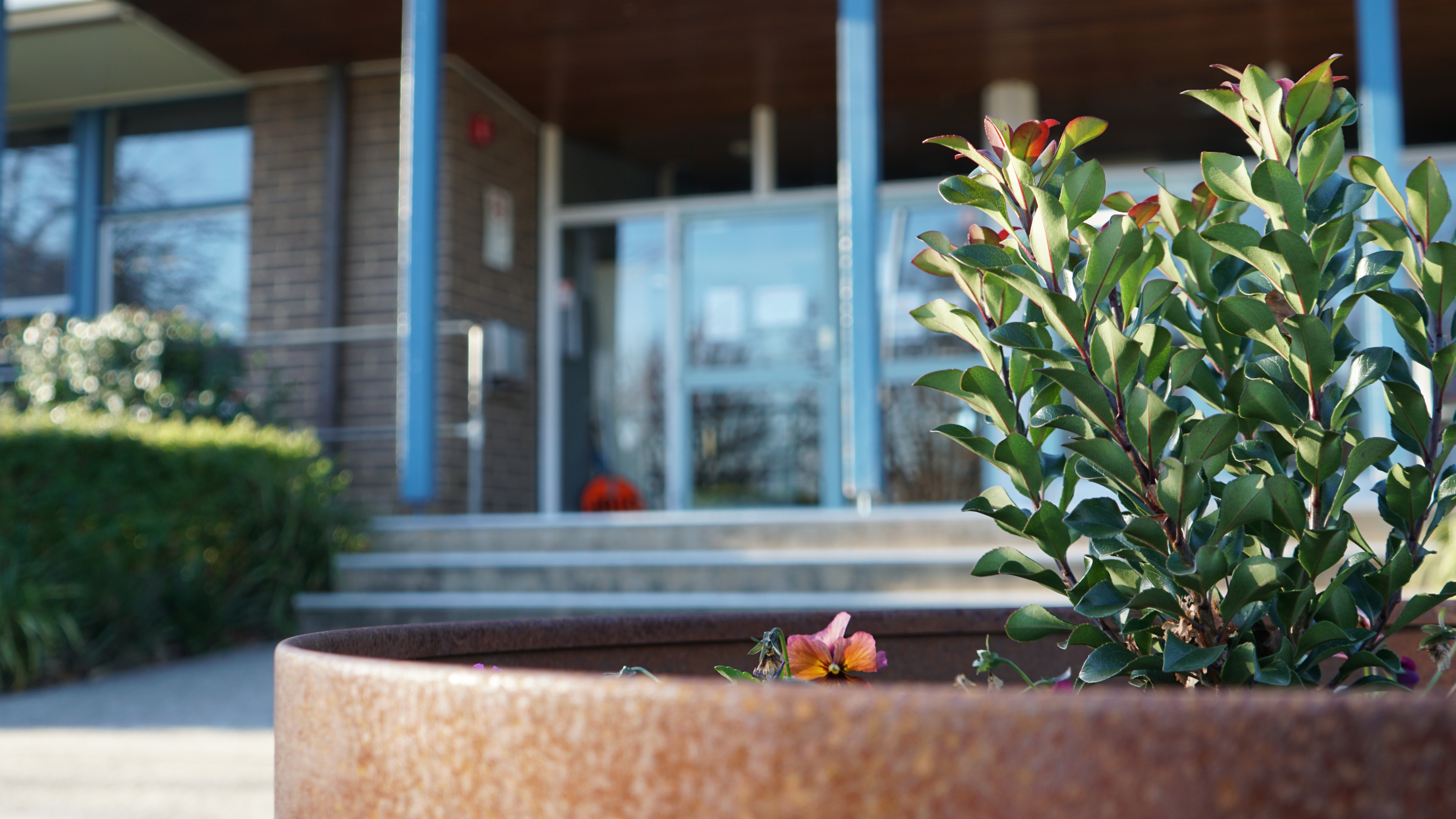 A close up of a plant at the front of the school